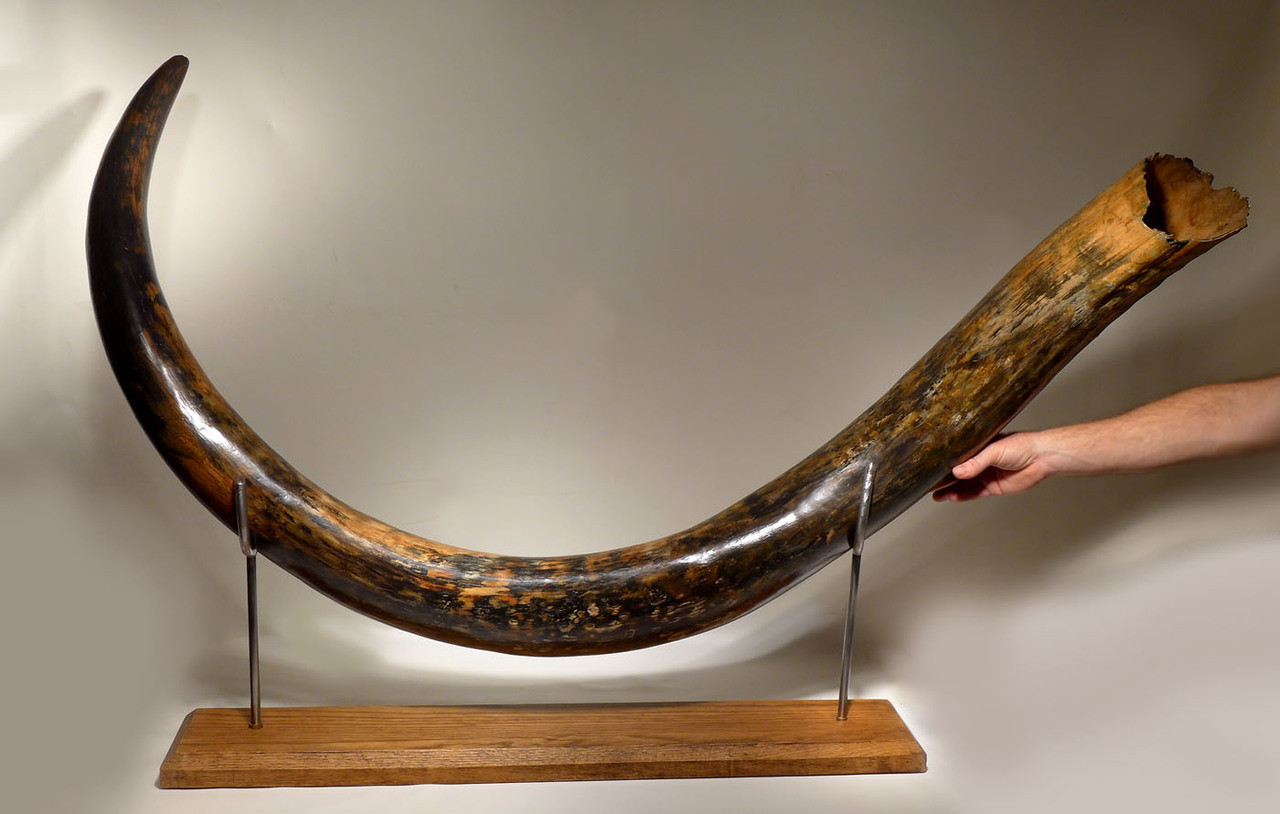 Mammoth tusks: mining, products 88 Mammoth tusks: mining, products 83